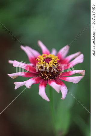 百日菊0236 107157409