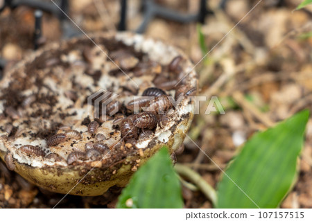 廢棄的蔬菜殘渣上聚集著無數的藥丸蟲 107157515