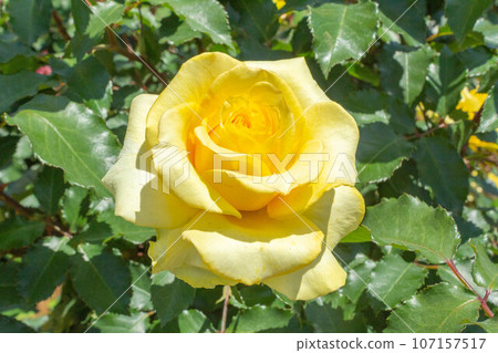 Rose [Variety: Golden medallion] 107157517