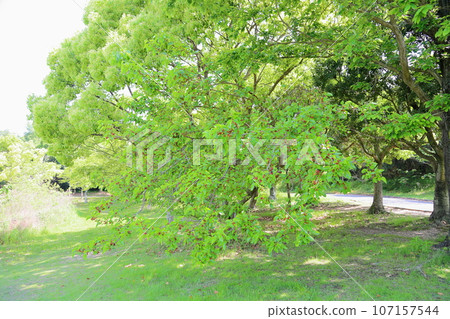 Mulberry tree nut Mulberry tree nut 107157544