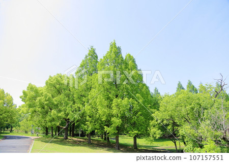 Fresh green park Metasequoia young leaves Fresh green park Metasequoia young leaves 107157551