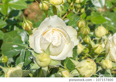 Rose [variety: Claris] 107157800