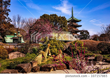 A large flower that has a gorgeous appearance and flower personality, and is called Kao and Lady, and has a noble atmosphere. 107157865