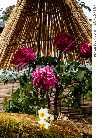 A large flower that has a gorgeous appearance and flower personality, and is called Kao and Lady, and has a noble atmosphere. A large flower that has a gorgeous appearance and flower personality, and is called Kao and Lady, and has a noble atmosphere. 107157867