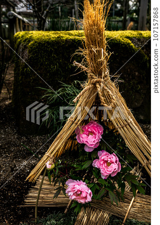 A large flower that has a gorgeous appearance and flower personality, and is called Kao and Lady, and has a noble atmosphere. A large flower that has a gorgeous appearance and flower personality, and is called Kao and Lady, and has a noble atmosphere. 107157868