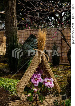 A large flower that has a gorgeous appearance and flower personality, and is called Kao and Lady, and has a noble atmosphere. A large flower that has a gorgeous appearance and flower personality, and is called Kao and Lady, and has a noble atmosphere. 107157871