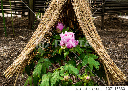 具有華麗外表和花個性的大花,被稱為“花王”和“貴婦”,具有高貴的氣息。 具有華麗外表和花個性的大花,被稱為“花王”和“貴婦”,具有高貴的氣息。 107157880