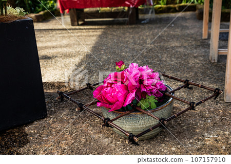 具有華麗外表和花個性的大花,被稱為“花王”和“貴婦”,具有高貴的氣息。 具有華麗外表和花個性的大花,被稱為“花王”和“貴婦”,具有高貴的氣息。 107157910