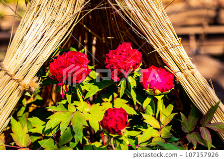 A large flower that has a gorgeous appearance and flower personality, and is called Kao and Lady, and has a noble atmosphere. 107157926