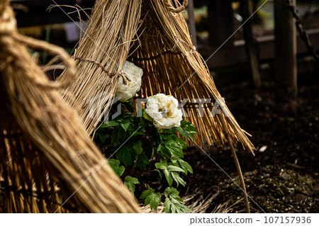 A large flower that has a gorgeous appearance and flower personality, and is called Kao and Lady, and has a noble atmosphere. A large flower that has a gorgeous appearance and flower personality, and is called Kao and Lady, and has a noble atmosphere. 107157936