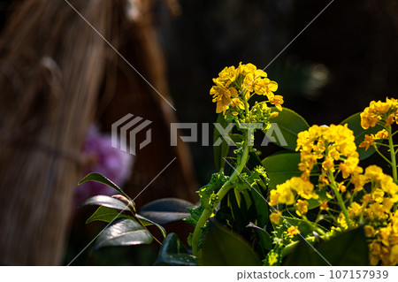 具有華麗外表和花個性的大花，被稱為“花王”和“貴婦”，具有高貴的氣息。 107157939