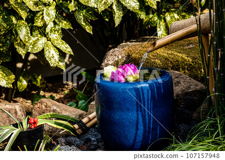 具有華麗外表和花個性的大花,被稱為“花王”和“貴婦”,具有高貴的氣息。 具有華麗外表和花個性的大花,被稱為“花王”和“貴婦”,具有高貴的氣息。 107157948
