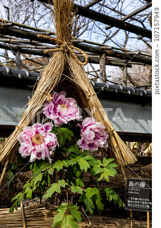 具有華麗外表和花個性的大花,被稱為“花王”和“貴婦”,具有高貴的氣息。 具有華麗外表和花個性的大花,被稱為“花王”和“貴婦”,具有高貴的氣息。 107157949