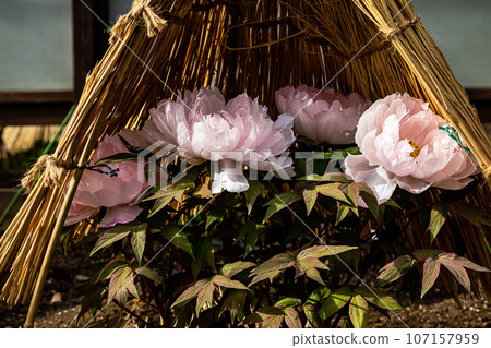 A large flower that has a gorgeous appearance and flower personality, and is called Kao and Lady, and has a noble atmosphere. 107157959