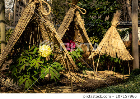具有華麗外表和花個性的大花,被稱為“花王”和“貴婦”,具有高貴的氣息。 具有華麗外表和花個性的大花,被稱為“花王”和“貴婦”,具有高貴的氣息。 107157966