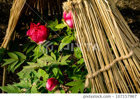 具有華麗外表和花個性的大花,被稱為“花王”和“貴婦”,具有高貴的氣息。 具有華麗外表和花個性的大花,被稱為“花王”和“貴婦”,具有高貴的氣息。 107157967