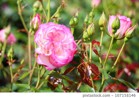 玫瑰花朵妮可 玫瑰花朵妮可 107158146
