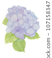 水彩繡球花 繡球花 107158347