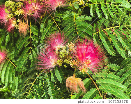 合歡樹花開得正盛開 107158378