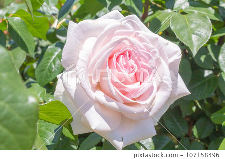 Rose [Variety: My Garden] 107158396