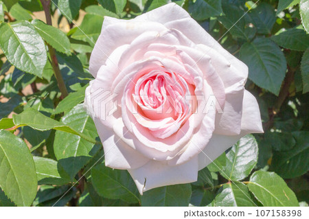 Rose [Variety: My Garden] 107158398