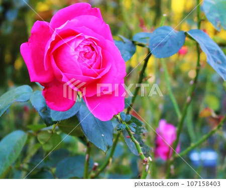 Roses blooming gorgeously along the walking path - Autumn rose garden Roses blooming gorgeously along the walking path - Autumn rose garden 107158403