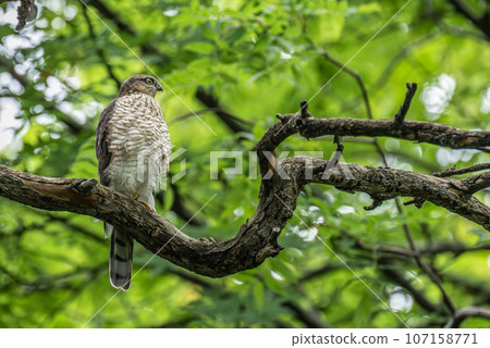 Sparrowhawk searching for prey in a tree 107158771