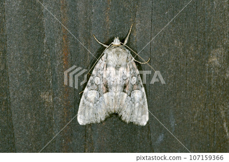 Spotted armyworm (Kamikawa Town, Hokkaido) Spotted armyworm (Kamikawa Town, Hokkaido) 107159366