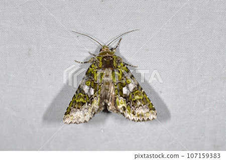 Great fall armyworm (Tsurui village, Hokkaido) Great fall armyworm (Tsurui village, Hokkaido) 107159383