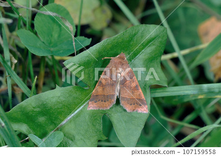 Chitogarikiriga (Shiretoko, Hokkaido) 107159558