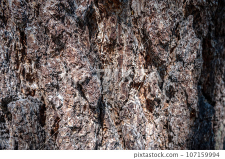 Selective focus on bark on a fire damaged dead coniferous tree in Crater Lake National Park 107159994