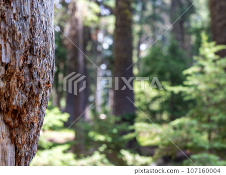 Selective focus on bark on a fire damaged dead coniferous tree in Crater Lake National Park 107160004