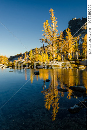 Massive golden larch reflecting 107160992