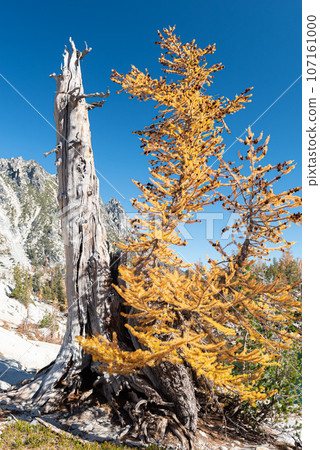 Golden larch tree growing from ancient snag in Enchantment Lakes Wilderness 107161000