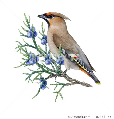 Waxwing bird on the juniper branch watercolor illustration. Bombycilla garrulus avian. Hand drawn waxwing wildlife forest bird on the juniper twig with berries. White background 107161053