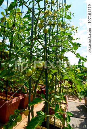 在屋頂陽台上用花盆種植蔬菜。櫻桃番茄在藍天下成熟。 在屋頂陽台上用花盆種植蔬菜。櫻桃番茄在藍天下成熟。 107161219