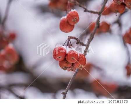 Frozen red apples covered with snow on a branch on a blured background 107161573