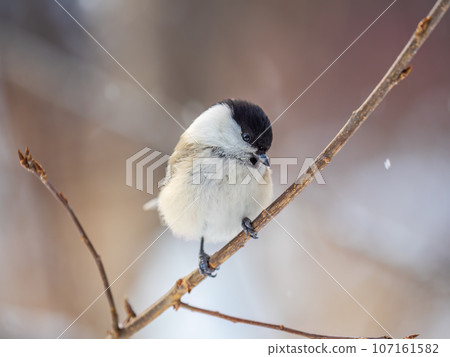 Cute bird the willow tit, song bird sitting on a branch without leaves in the winter. 107161582