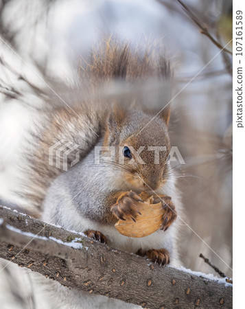 The squirrel with nut sits on tree in the winter or late autumn 107161589