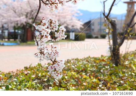 Wakasa Port, Kanegasaki Green Area, Tsuruga Red Brick Warehouse, Tsuruga Railway Museum, Port of Humanity Tsuruga Museum, Kanegasaki Green Area Clock Tower Wakasa Port, Kanegasaki Green Area, Tsuruga Red Brick Warehouse, Tsuruga Railway Museum, Port of Humanity Tsuruga Museum, Kanegasaki Green Area Clock Tower 107161690
