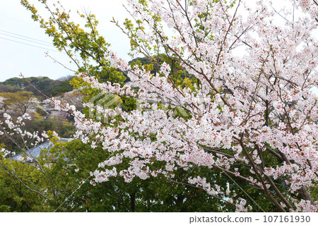 Wakasa Port, Kanegasaki Green Area, Tsuruga Red Brick Warehouse, Tsuruga Railway Museum, Port of Humanity Tsuruga Museum, Kanegasaki Green Area Clock Tower Wakasa Port, Kanegasaki Green Area, Tsuruga Red Brick Warehouse, Tsuruga Railway Museum, Port of Humanity Tsuruga Museum, Kanegasaki Green Area Clock Tower 107161930