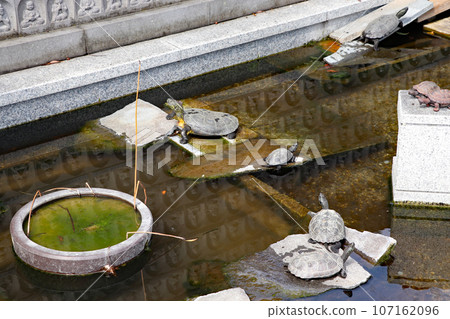 Pond where turtles live 107162096