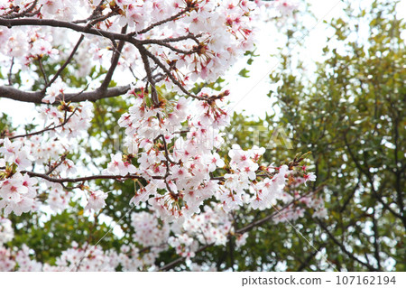 Wakasa Port, Kanegasaki Green Area, Tsuruga Red Brick Warehouse, Tsuruga Railway Museum, Port of Humanity Tsuruga Museum, Kanegasaki Green Area Clock Tower Wakasa Port, Kanegasaki Green Area, Tsuruga Red Brick Warehouse, Tsuruga Railway Museum, Port of Humanity Tsuruga Museum, Kanegasaki Green Area Clock Tower 107162194