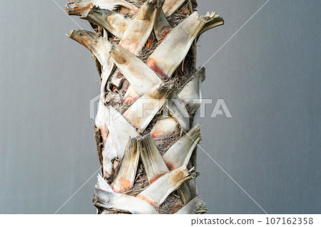 Coconut palm trees against blue sky, trunk of a palm tree of coconut 107162358