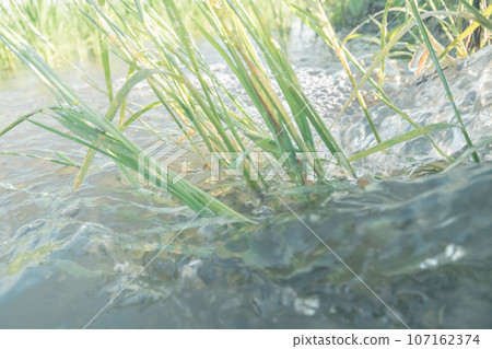 水無月稻田水管理 水無月稻田水管理 107162374