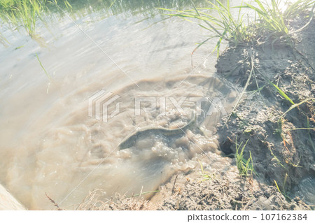 Minazuki field catfish Minazuki field catfish 107162384