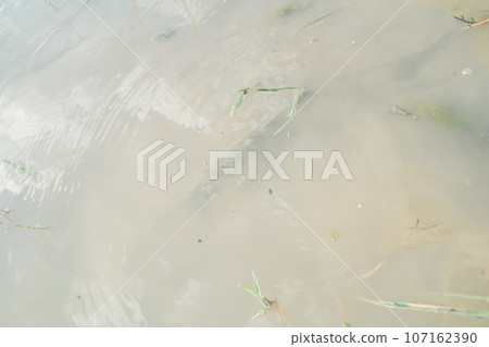 Minazuki rice field 107162390