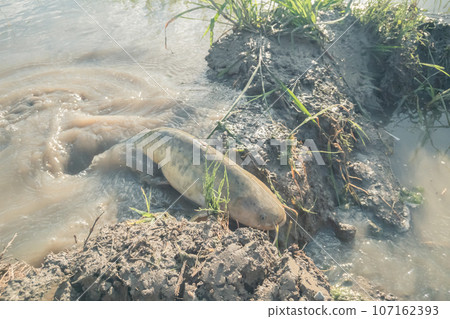 水無月稻田鯰魚向上游洄遊 水無月稻田鯰魚向上游洄遊 107162393