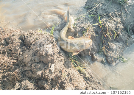 水無月稻田鯰魚向上游洄遊 107162395