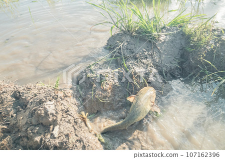 水無月稻田鯰魚向上游洄遊 107162396
